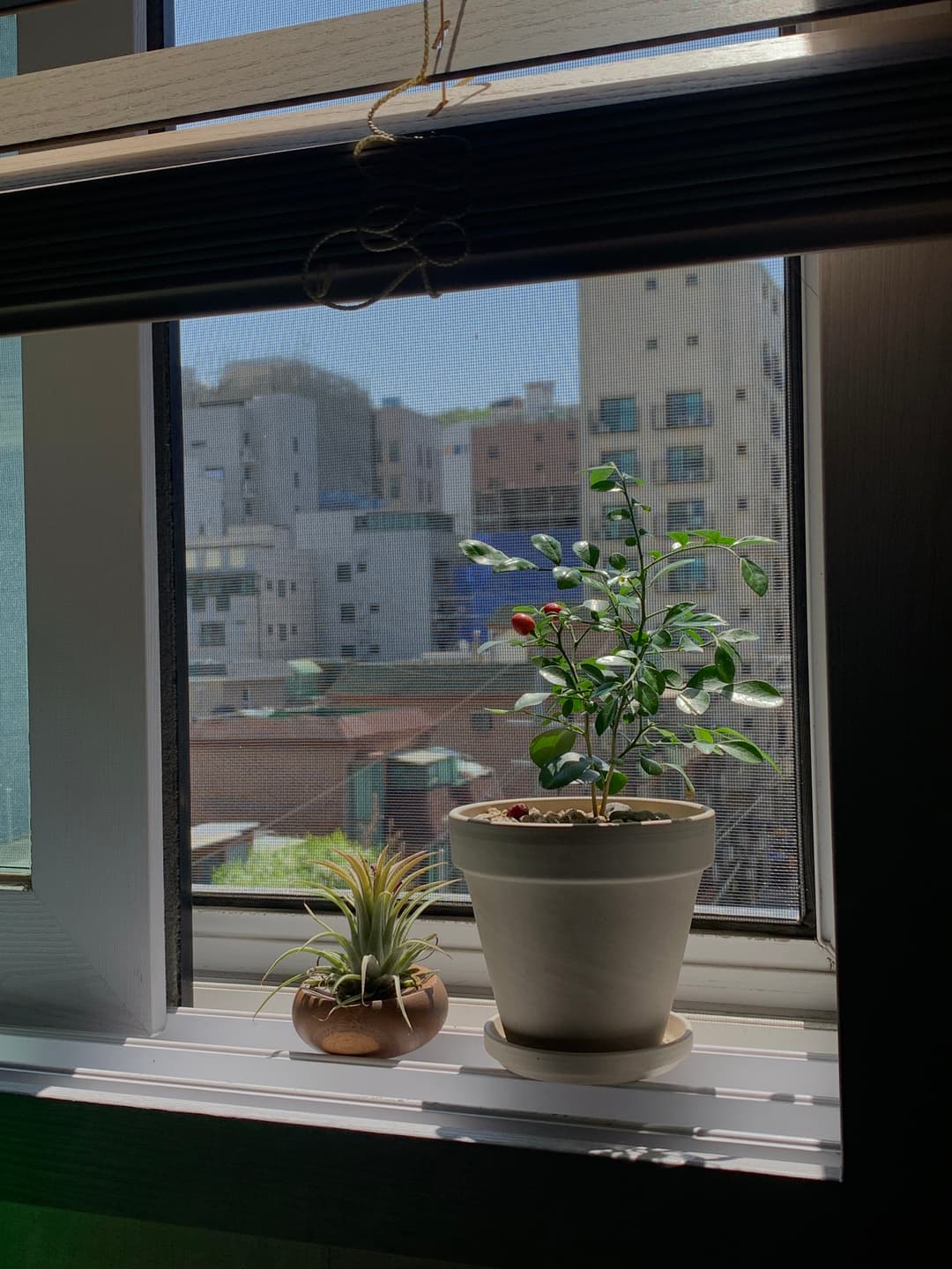 왼쪽이 봉천이, 오른쪽이 감찬이